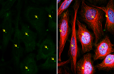 Anti-gamma Tubulin antibody [GT4511] used in Immunocytochemistry/ Immunofluorescence (ICC/IF). GTX629704