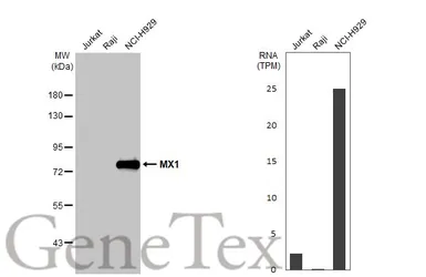 Anti-MX1 antibody [GT4812] used in Western Blot (WB). GTX629738