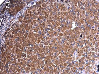 Anti-Vimentin antibody [GT812] used in IHC (Paraffin sections) (IHC-P). GTX629744