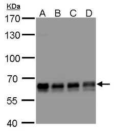 Anti-PUF60 antibody [GT3510] used in Western Blot (WB). GTX629885