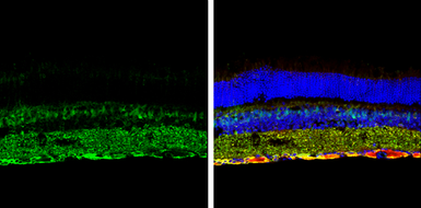 Anti-SQSTM1 / P62 antibody [GT1478] used in IHC (Frozen sections) (IHC-Fr). GTX629890
