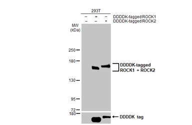 Anti-ROCK1 + ROCK2 antibody [GT261] used in Western Blot (WB). GTX629971