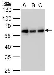 Anti-NDP52 antibody [GT1813] used in Western Blot (WB). GTX630397