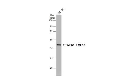 Anti-MEK1 + MEK2 antibody [GT1721] used in Western Blot (WB). GTX630542