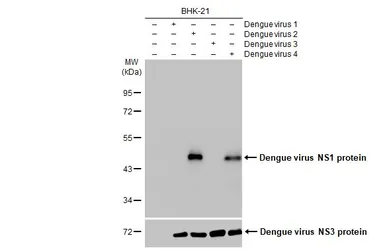Anti-Dengue virus NS1 protein antibody [GT4212] used in Western Blot (WB). GTX630556