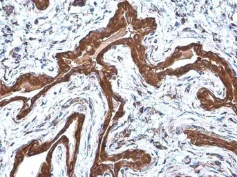 Anti-COPD antibody [GT1318] used in IHC (Paraffin sections) (IHC-P). GTX630562