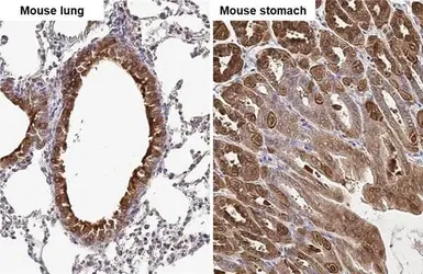 Anti-Glutamine synthetase antibody [GT7711] used in IHC (Paraffin sections) (IHC-P). GTX630657