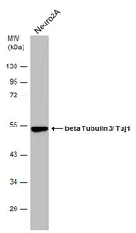 Anti-beta Tubulin 3/ Tuj1 antibody [GT886] used in Western Blot (WB). GTX631830