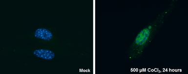 Anti-HIF2 alpha antibody [GT125] used in Immunocytochemistry/ Immunofluorescence (ICC/IF). GTX632015