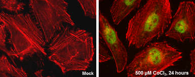 Anti-HIF2 alpha antibody [GT125] used in Immunocytochemistry/ Immunofluorescence (ICC/IF). GTX632015
