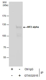 Anti-HIF2 alpha antibody [GT125] used in Immunoprecipitation (IP). GTX632015