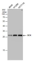 Anti-DCK antibody [GT7710] used in Western Blot (WB). GTX632062