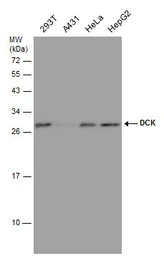 Anti-DCK antibody [GT7710] used in Western Blot (WB). GTX632062