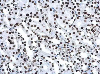 Anti-Histone H4K16ac (Acetyl Lys16) antibody [GT1271] used in IHC (Paraffin sections) (IHC-P). GTX632067