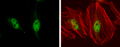 Anti-TEF1 antibody [GT13112] used in Immunocytochemistry/ Immunofluorescence (ICC/IF). GTX632126