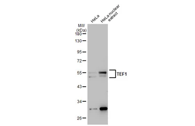 Anti-TEF1 antibody [GT13112] used in Western Blot (WB). GTX632126