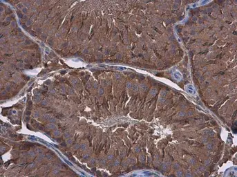 Anti-Filamin B antibody [GT387] used in IHC (Paraffin sections) (IHC-P). GTX632425