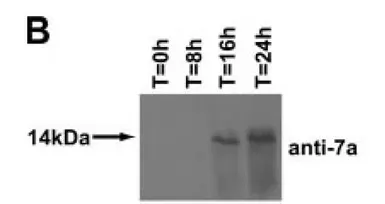 Anti-SARS-CoV / SARS-CoV-2 (COVID-19) ORF7a antibody [3C9] used in Western Blot (WB). GTX632602