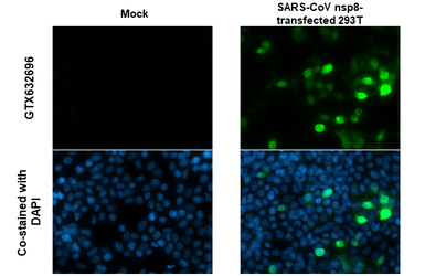 Anti-SARS-CoV / SARS-CoV-2 (COVID-19) nsp8 antibody [5A10] used in Immunocytochemistry/ Immunofluorescence (ICC/IF). GTX632696