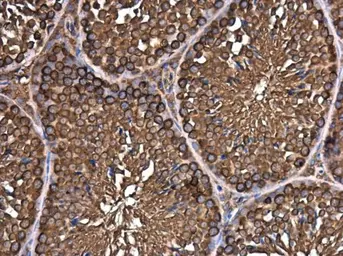 Anti-eIF3H / EIF3S3 antibody [GT35512] used in IHC (Paraffin sections) (IHC-P). GTX633631
