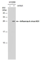 Anti-Influenza A virus NS1 (nonstructural protein) antibody [GT1943] used in Western Blot (WB). GTX633686