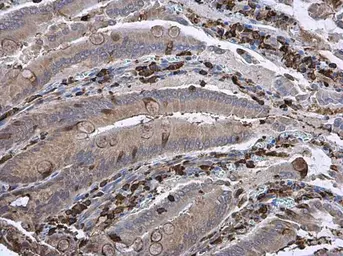 Anti-Gelsolin antibody [GT1656] used in IHC (Paraffin sections) (IHC-P). GTX633690