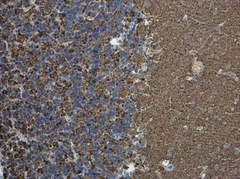 Anti-Synaptophysin antibody [GT1825] used in IHC (Paraffin sections) (IHC-P). GTX633821