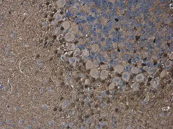 Anti-QKI antibody [GT1589] used in IHC (Paraffin sections) (IHC-P). GTX633920