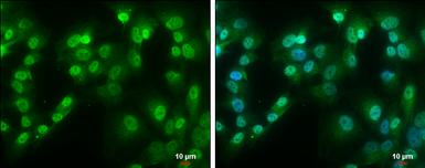 Anti-QKI antibody [GT1589] used in Immunocytochemistry/ Immunofluorescence (ICC/IF). GTX633920