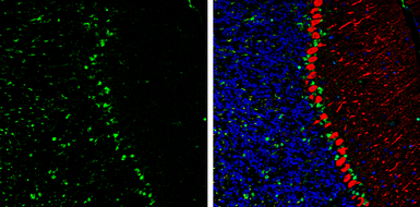 Anti-QKI antibody [GT1589] used in IHC (Frozen sections) (IHC-Fr). GTX633920