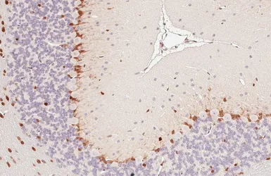 Anti-QKI antibody [GT1589] used in IHC (Paraffin sections) (IHC-P). GTX633920
