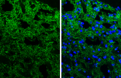 Anti-Synaptophysin antibody [GT2589] used in IHC (Frozen sections) (IHC-Fr). GTX633972