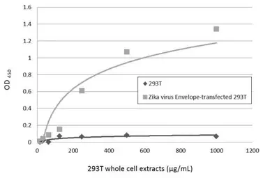 Anti-Zika virus Envelope protein antibody [GT363] used in ELISA (ELISA). GTX634155
