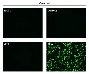 Anti-Zika virus Envelope protein antibody [GT871] used in Immunocytochemistry/ Immunofluorescence (ICC/IF). GTX634157