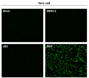 Anti-Zika virus NS1 protein antibody [GT5212] used in Immunocytochemistry/ Immunofluorescence (ICC/IF). GTX634158