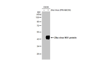 Anti-Zika virus NS1 protein antibody [GT5212] used in Western Blot (WB). GTX634158