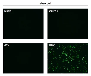Anti-Zika virus NS1 protein antibody [GT281] used in Immunocytochemistry/ Immunofluorescence (ICC/IF). GTX634159