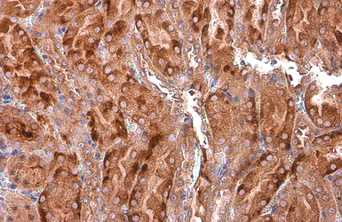 Anti-EEA1 antibody [GT10811] used in IHC (Paraffin sections) (IHC-P). GTX634169