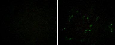 Anti-Porcine circovirus type 2 / PCV2 Capsid antibody [GT972] used in Immunocytochemistry/ Immunofluorescence (ICC/IF). GTX634211