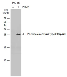 Anti-Porcine circovirus type 2 / PCV2 Capsid antibody [GT972] used in Western Blot (WB). GTX634211