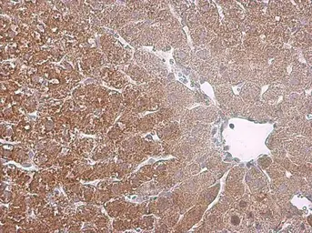Anti-Arginase 1 antibody [GT5811] used in IHC (Paraffin sections) (IHC-P). GTX634218