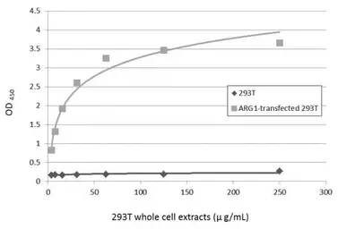 Anti-Arginase 1 antibody [GT5811] used in ELISA (ELISA). GTX634218