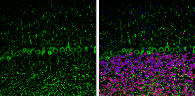 Anti-NF-H antibody [GT114] used in IHC (Frozen sections) (IHC-Fr). GTX634289
