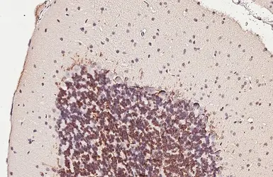 Anti-Myelin basic protein antibody [GT3412] used in IHC (Paraffin sections) (IHC-P). GTX634292