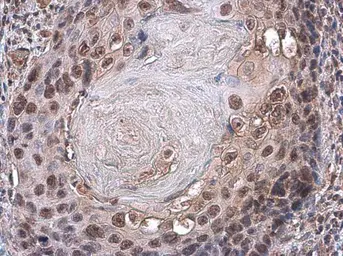 Anti-PAX3 antibody [GT1210] used in IHC (Paraffin sections) (IHC-P). GTX634390