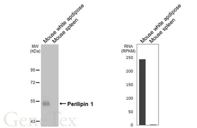 Anti-Perilipin 1 antibody [GT2781] used in Western Blot (WB). GTX634406