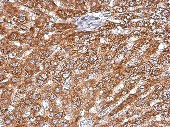 Anti-ARG2 antibody [GT11111] used in IHC (Paraffin sections) (IHC-P). GTX634415