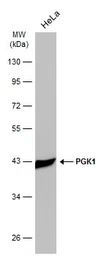 Anti-PGK1 antibody [GT21612] used in Western Blot (WB). GTX634447
