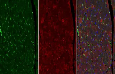 Anti-VASP antibody [GT238] used in IHC (Paraffin sections) (IHC-P). GTX634448