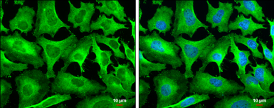 Anti-HSP27 antibody [GT6310] used in Immunocytochemistry/ Immunofluorescence (ICC/IF). GTX634459